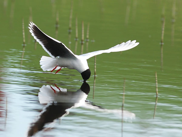 Pikkulokki, Little Gull, Hydrocoloeus minutus